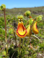ladyslipper-ali